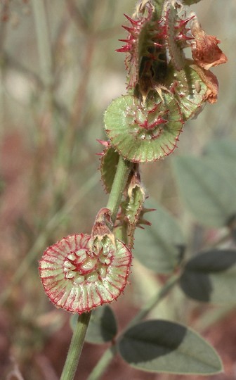 Onobrychis sp.