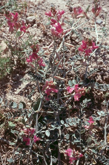 Lathyrus sp.2