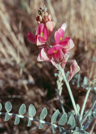 Lathyrus sp.2