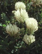 Trifolium capitatum?