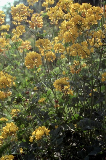 Coronilla coronata