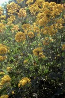 Coronilla coronata