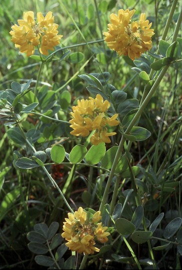 Coronilla coronata