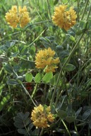 Coronilla coronata