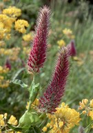 Trifolium rubens