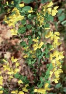 Cytisus sessilifolius