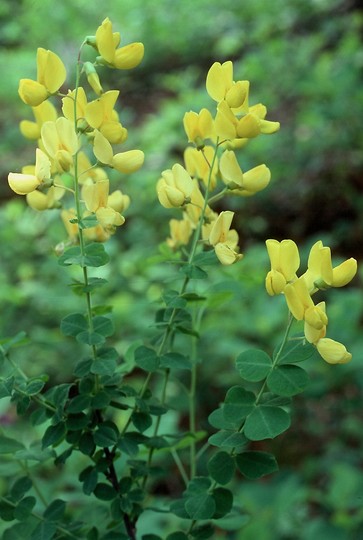 Cytisus sessilifolius