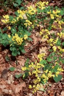 Cytisus sessilifolius