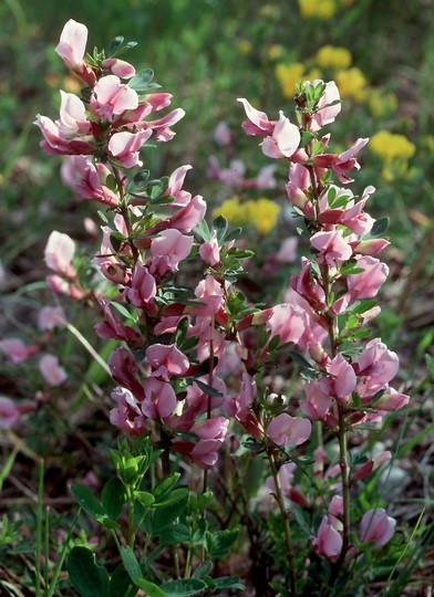 Cytisus purpureus