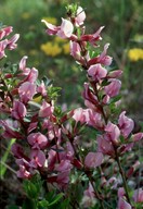 Cytisus purpureus