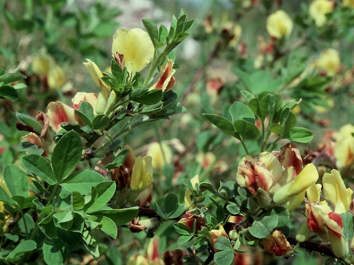 Cytisus hirsutus