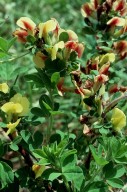 Cytisus hirsutus