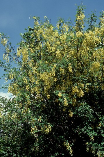 Laburnum anagyroides