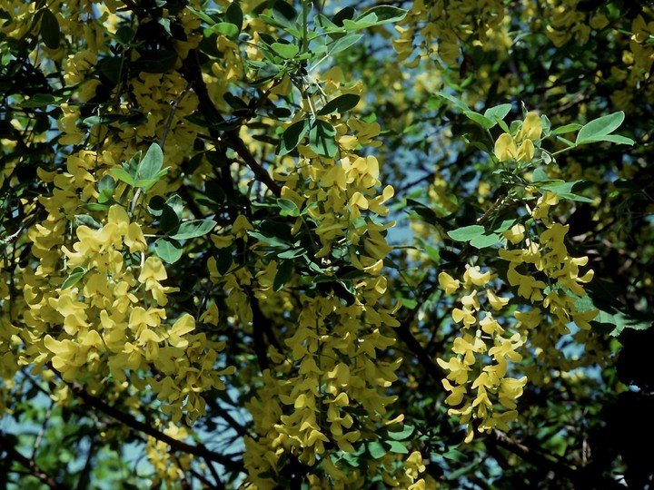 Laburnum anagyroides