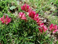 Trifolium alpinum