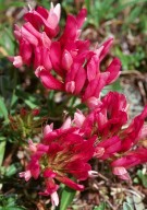 Trifolium alpinum