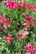 Trifolium alpinum