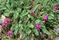 Oxytropis jacquinii