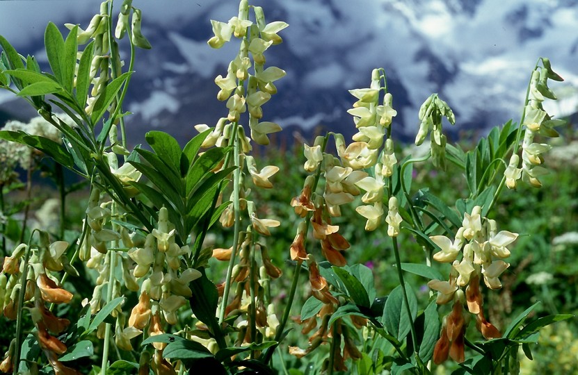 Lathyrus laevigatus