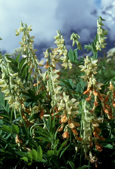 Lathyrus laevigatus