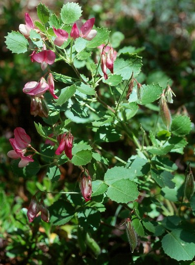 Ononis rotundifolia