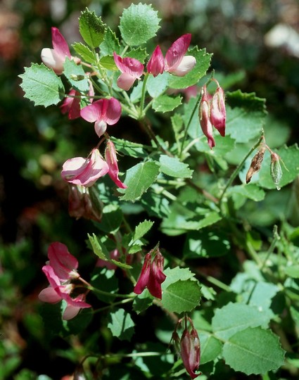 Ononis rotundifolia