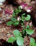 Ononis rotundifolia