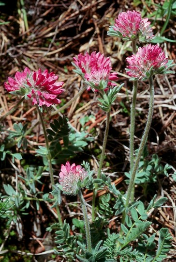 Anthyllis montana