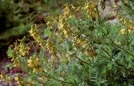 Astragalus penduliflorus