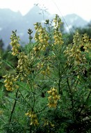 Astragalus penduliflorus