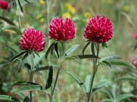 Trifolium alpestre