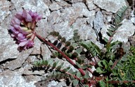 Oxytropis sp. 