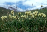 Oxytropis campestris