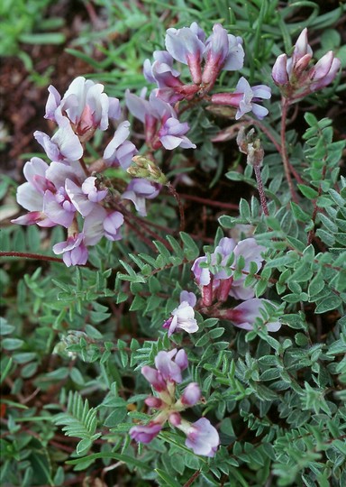 Oxytropis sp.