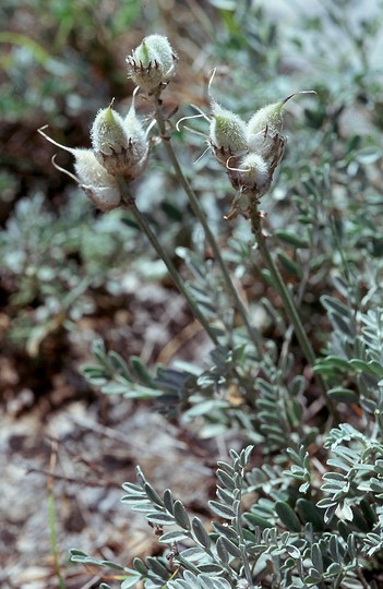 Astragalus vesicarius