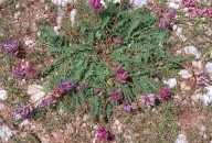 Oxytropis jacquinii