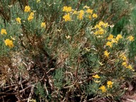 Genista radiata