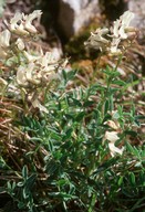 Astragalus australis