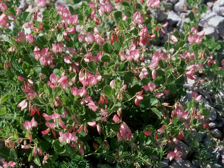 Ononis rotundifolia