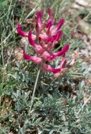 Astragalus vesicarius