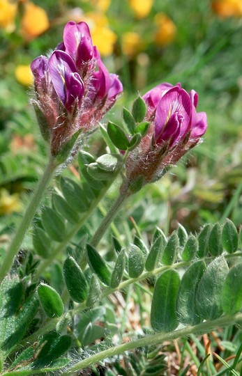 Astragalus purpureus