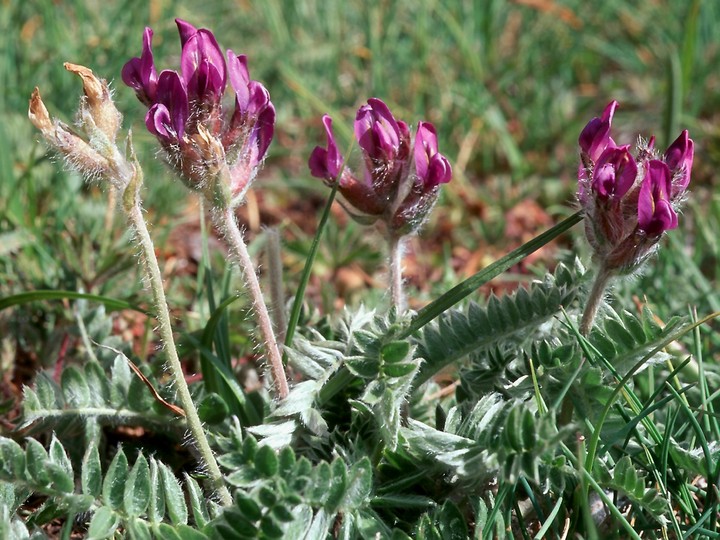 Astragalus purpureus