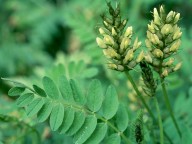 Astragalus cicer