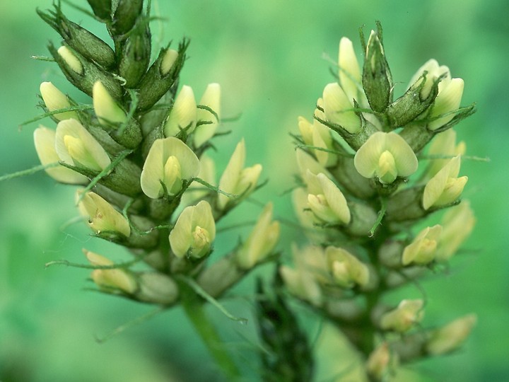 Astragalus cicer