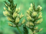 Astragalus cicer