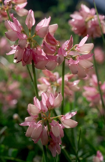 Coronilla varia