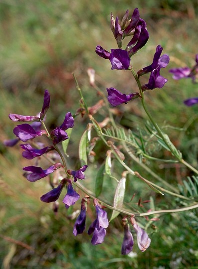 Vicia onobrychioides