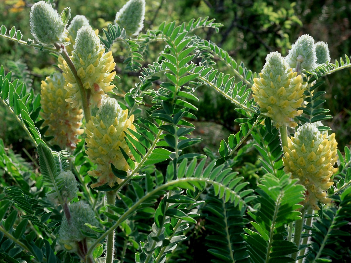Astragalus centralpinus