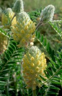 Astragalus centralpinus