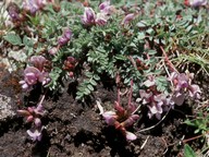 Oxytropis sp.